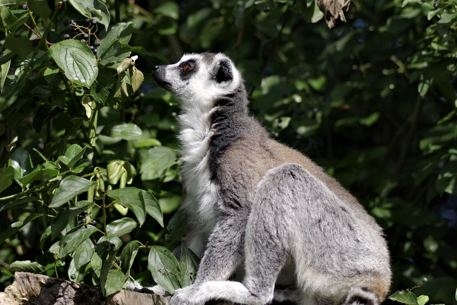 Pentax K-S2 sample photo. Lemur katta, mammal, animal photography