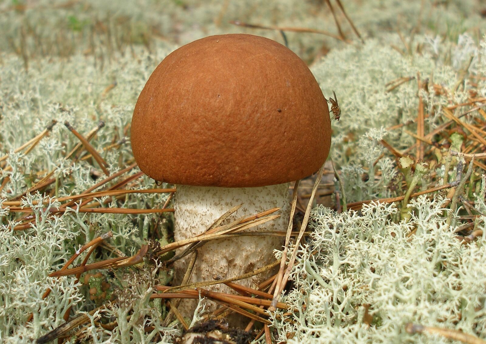 Canon EOS 600D (Rebel EOS T3i / EOS Kiss X5) sample photo. Mushroom, podosinnovik, forest photography