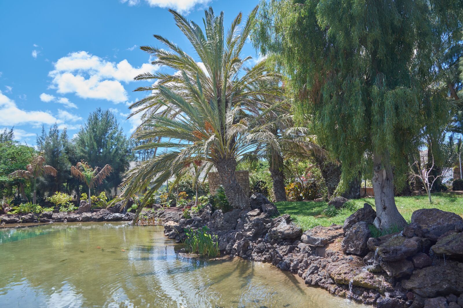 Nikon D7200 sample photo. Oasis, palm trees, water photography