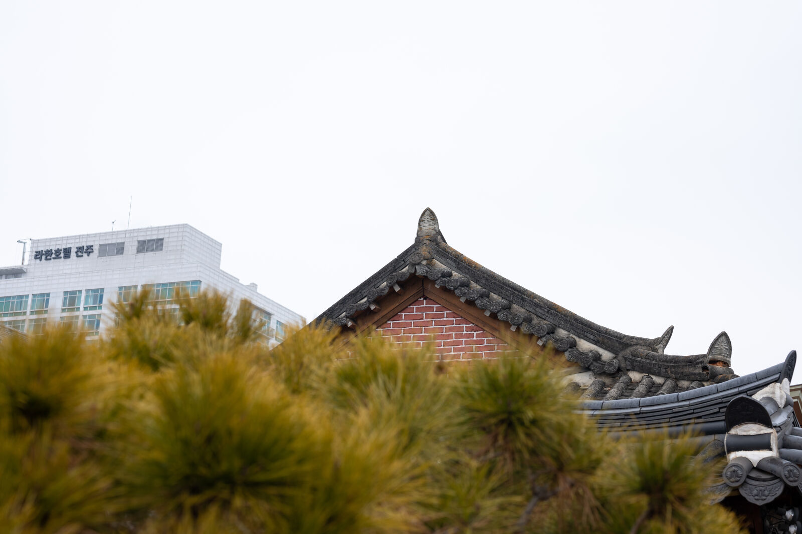 Nikon Nikkor Z 50mm F1.8 S sample photo