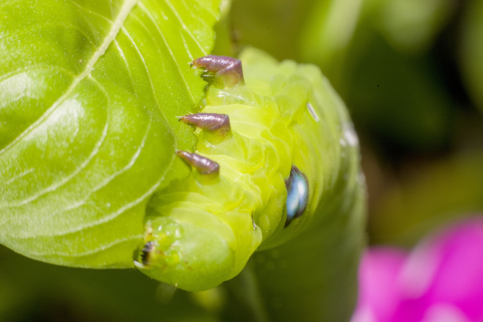 Nikon D5200 sample photo. Caterpillar, macro worms photography