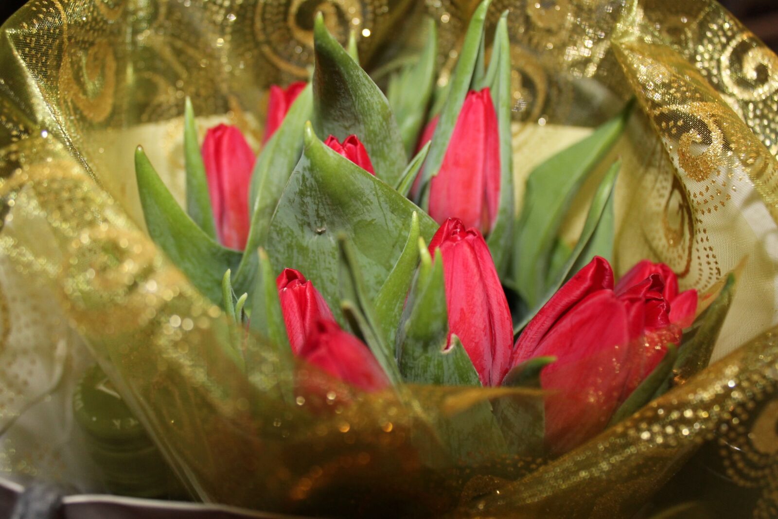 Canon EOS 1100D (EOS Rebel T3 / EOS Kiss X50) sample photo. Tulip, vibe, good luck photography