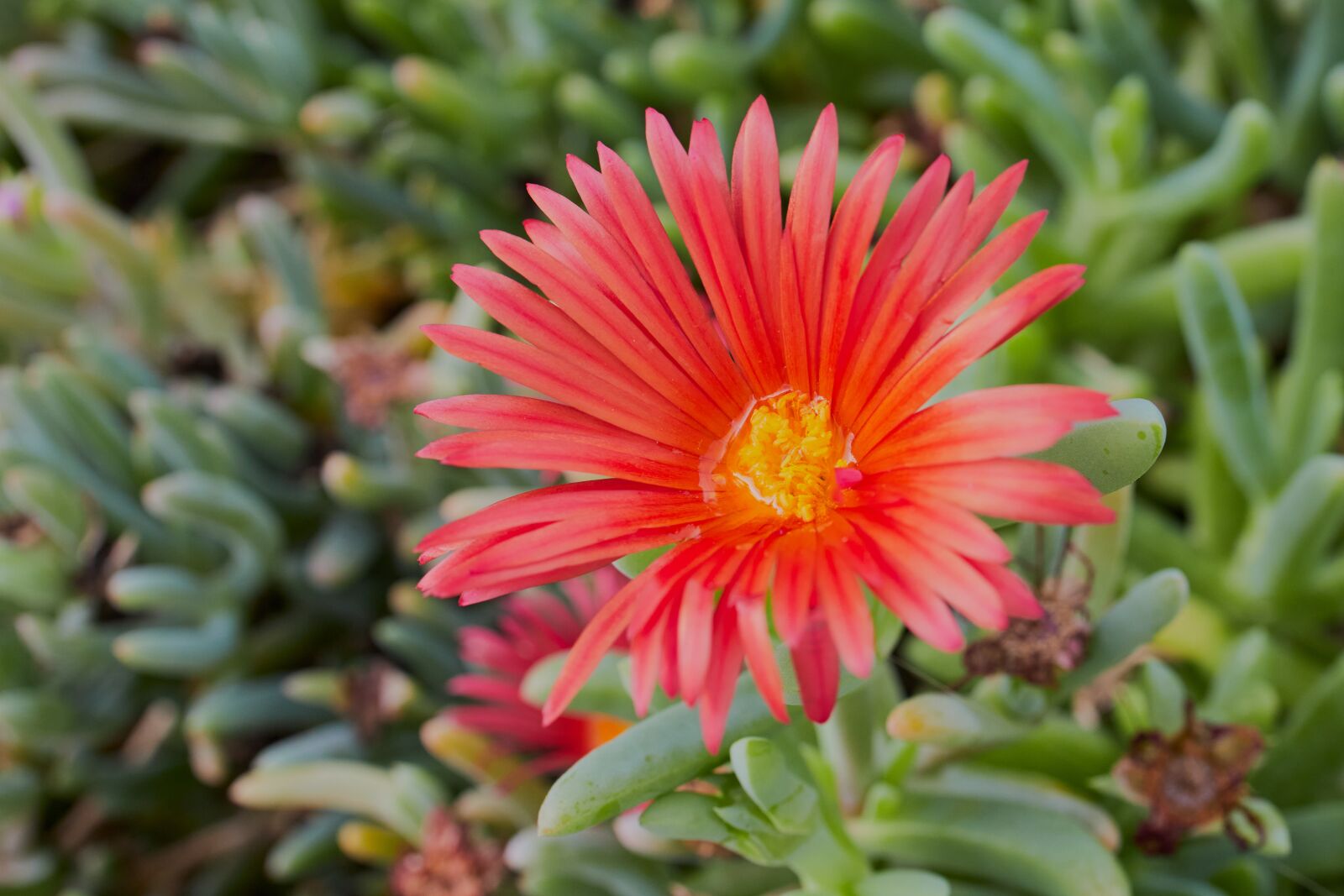 Canon RF 35mm F1.8 IS STM Macro sample photo. Flower, lampranthus, blossom photography