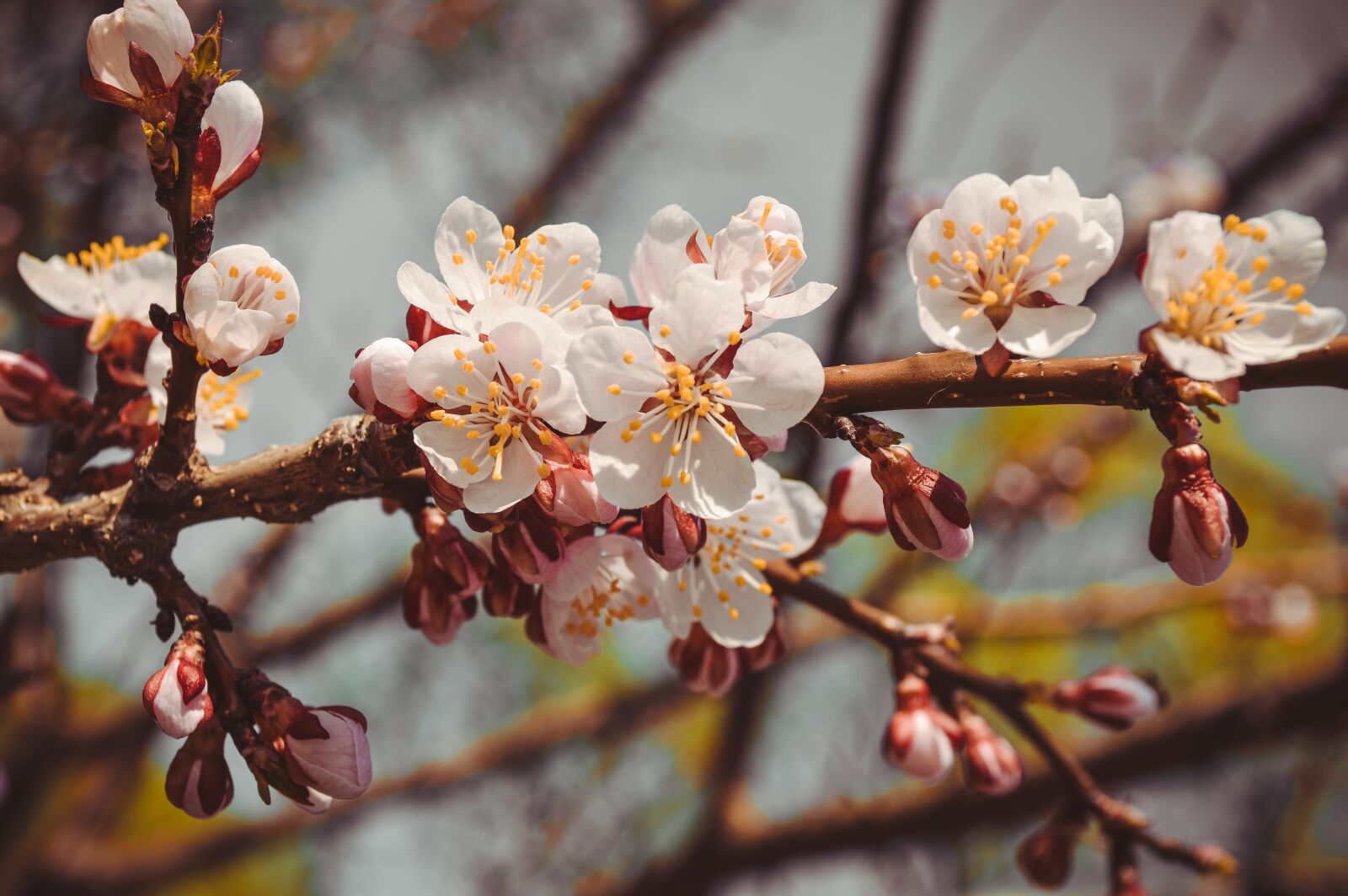 Nikon D3200 sample photo. Flower, tree, spring photography