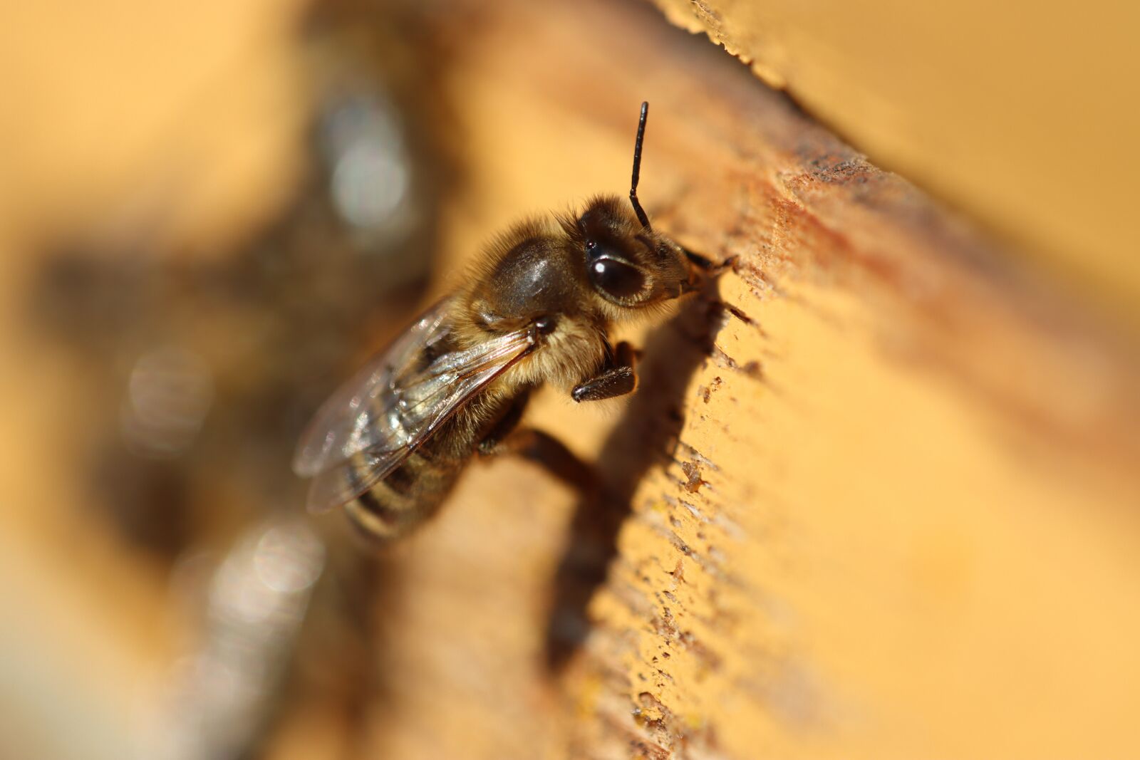 Canon EOS 90D sample photo. Bee, yellow, flower photography