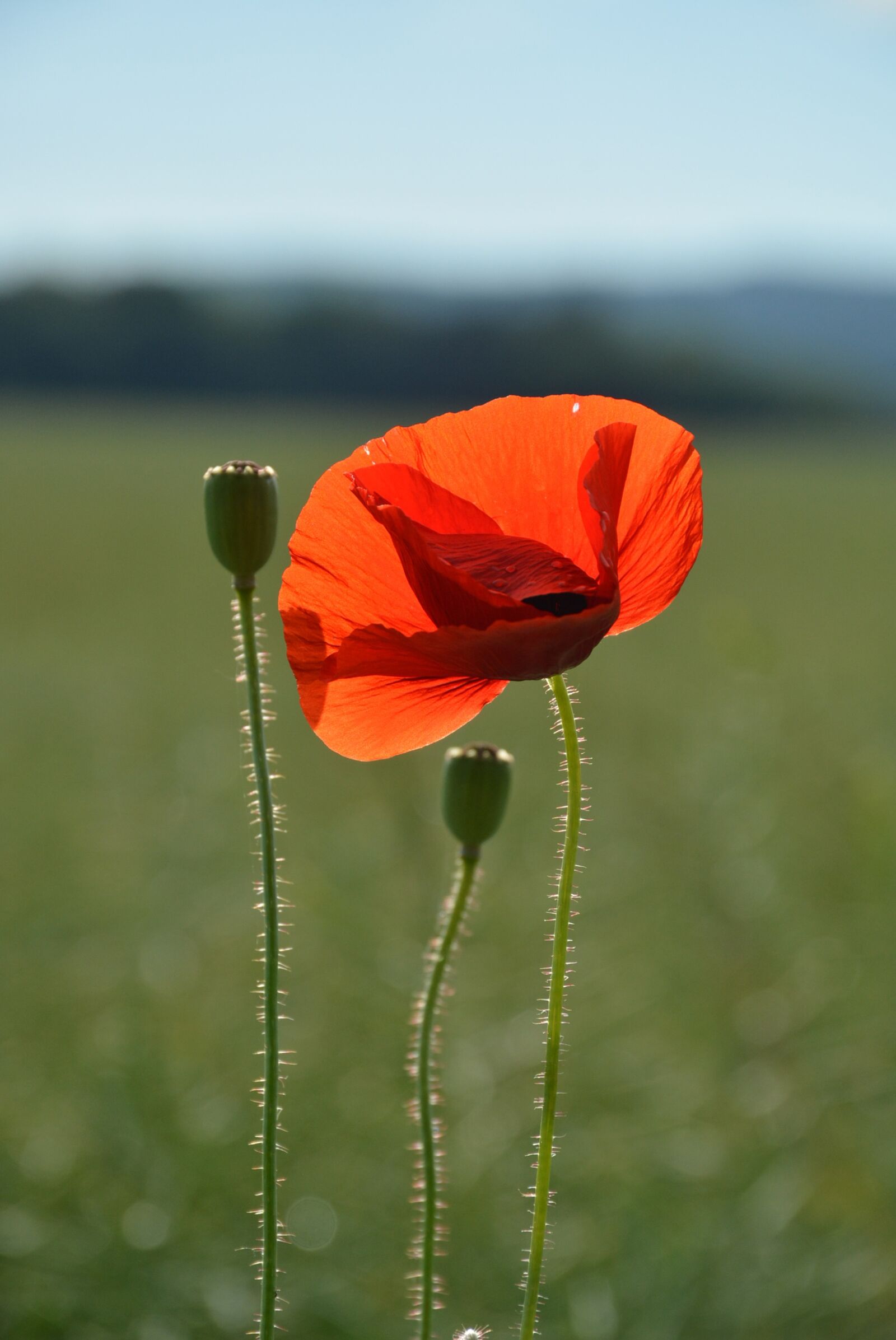 Nikon D7100 sample photo. Flower, nature, summer photography