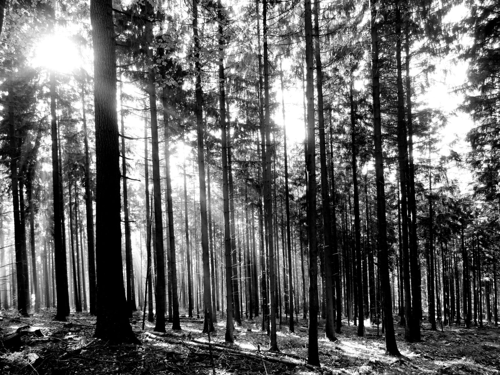 Sony Cyber-shot DSC-HX50V sample photo. Forest, trees, sunlight photography