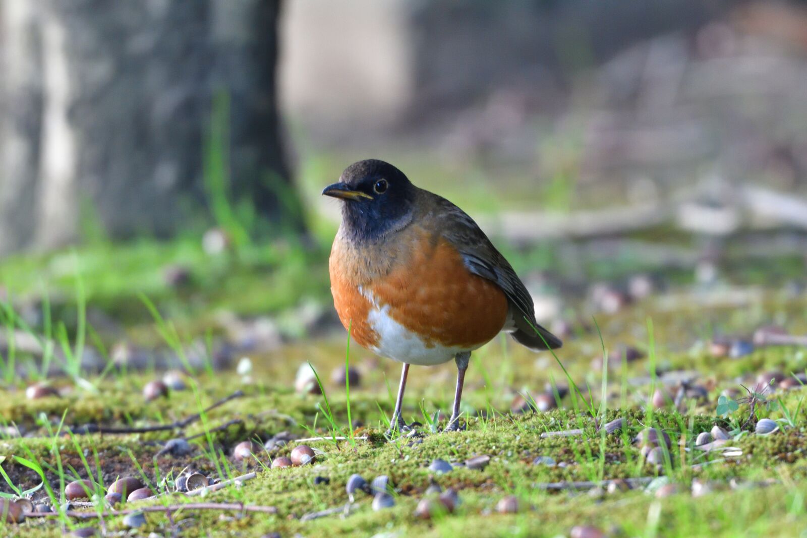 Nikon D500 sample photo. Wild animals, bird, natural photography