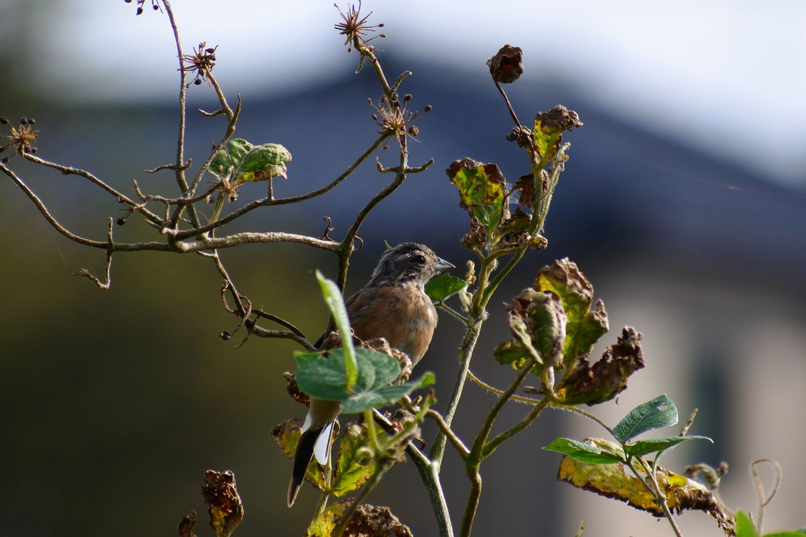 VR 70-300mm f/4.5-6.3G sample photo. Animal, wood, wild birds photography