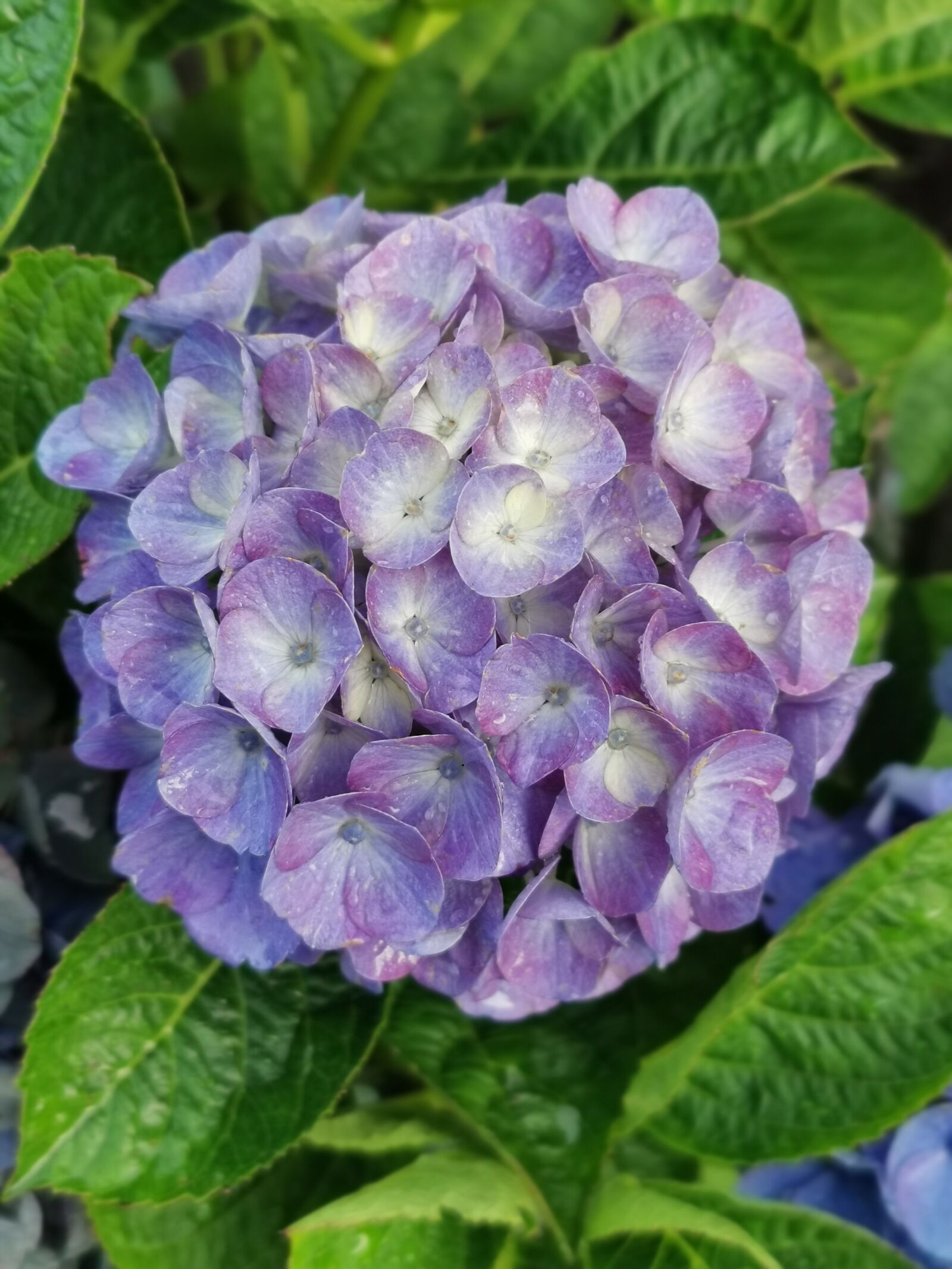 HUAWEI P30 Pro sample photo. Flower, hydrangea, garden photography
