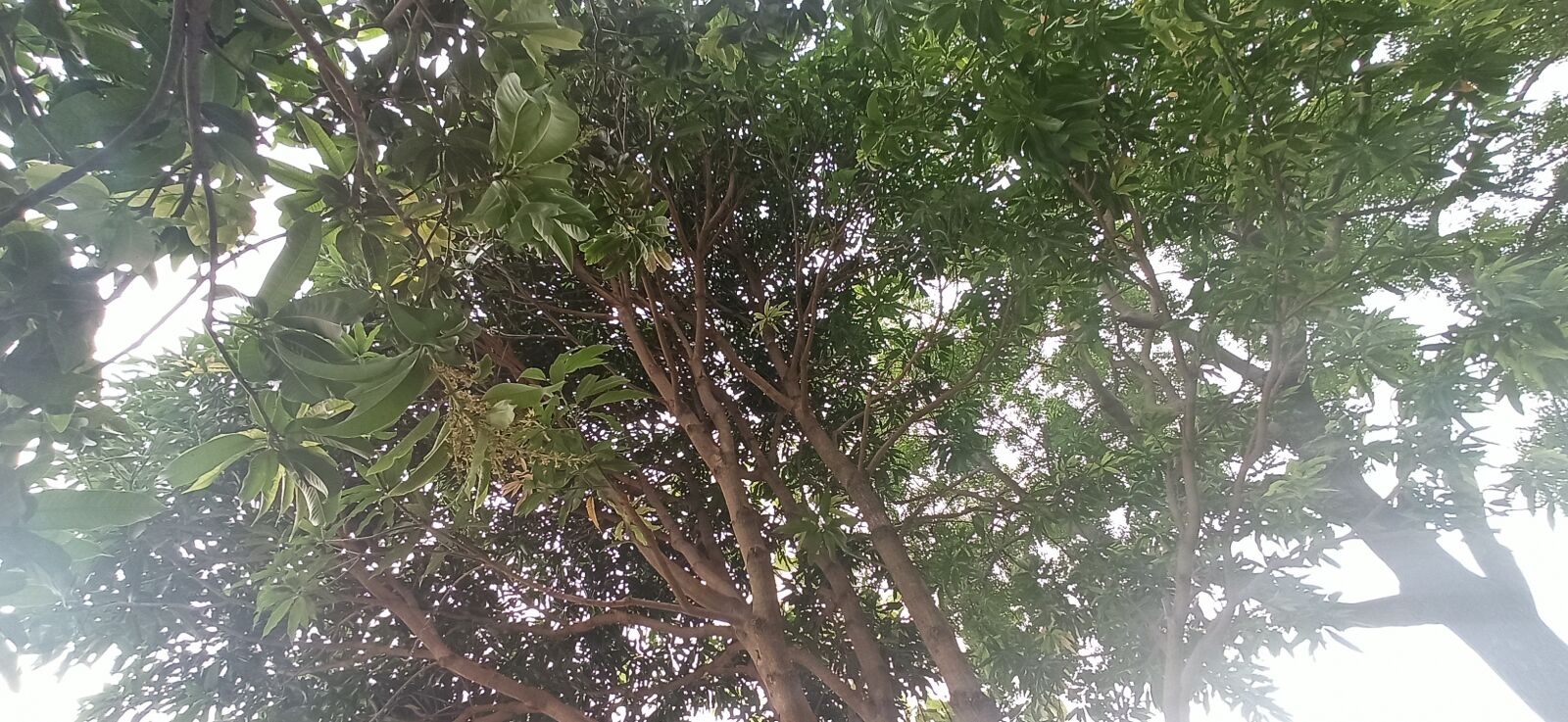 Xiaomi Redmi Note 8 Pro sample photo. Tree, good shape, and photography