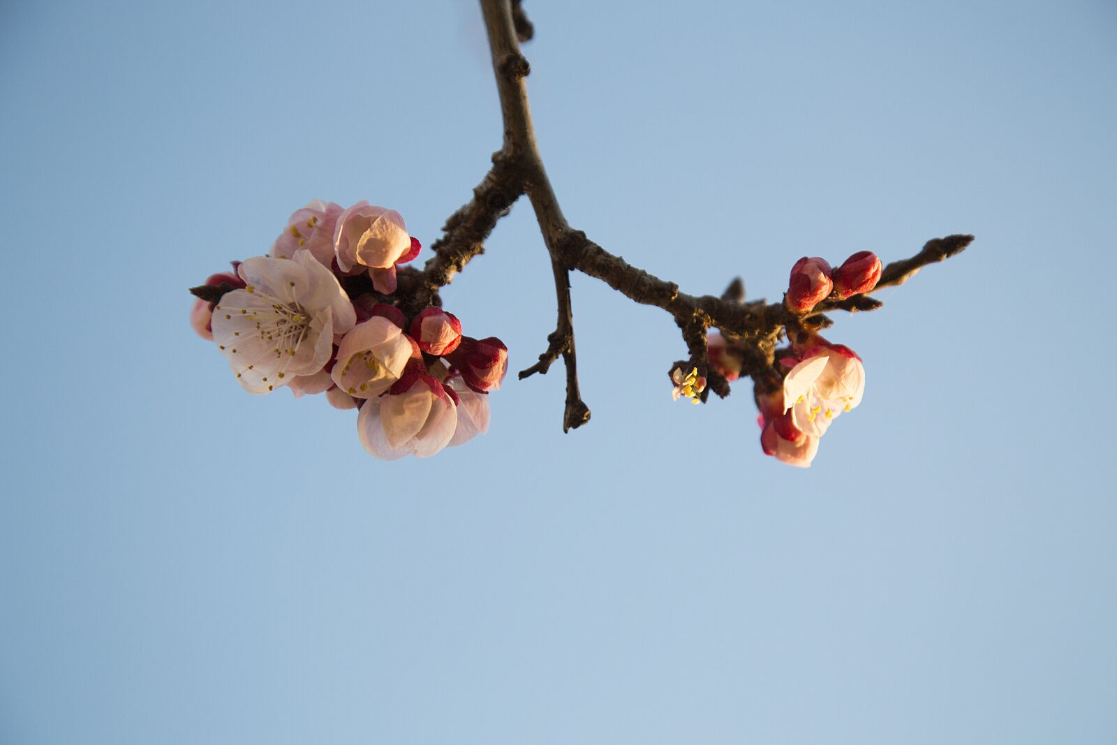 Canon EOS 5D Mark III sample photo. Spring, apricot, flower photography
