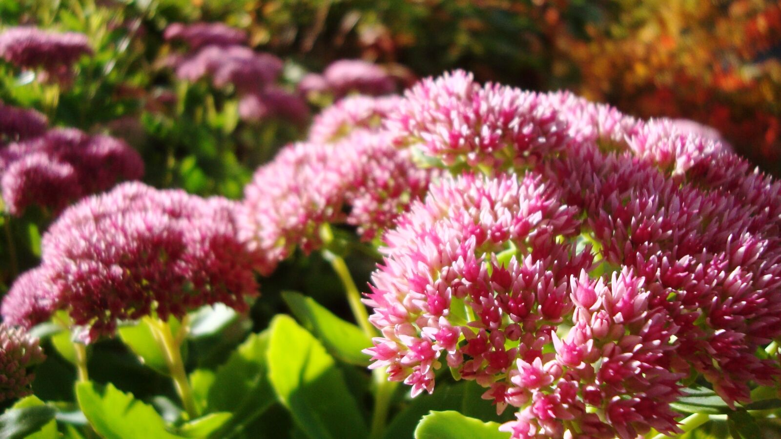Sony Cyber-shot DSC-W120 sample photo. Flower, autumn, plant photography
