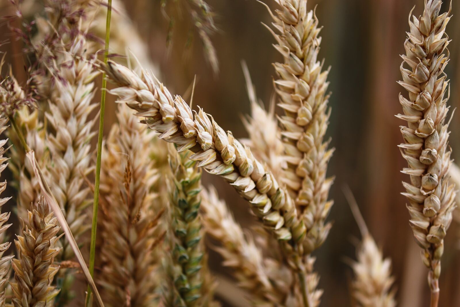 Canon EOS 200D (EOS Rebel SL2 / EOS Kiss X9) sample photo. Wheat, spike, cereals photography