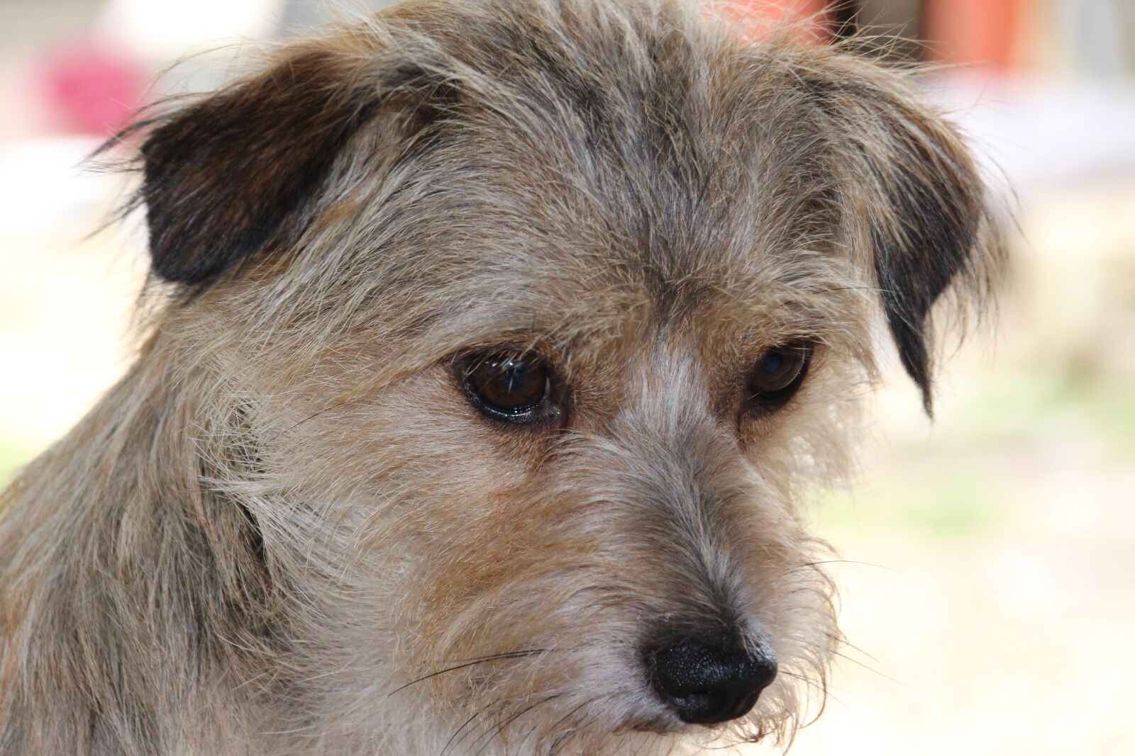Canon EOS 700D (EOS Rebel T5i / EOS Kiss X7i) sample photo. Dog, sad, eyes photography