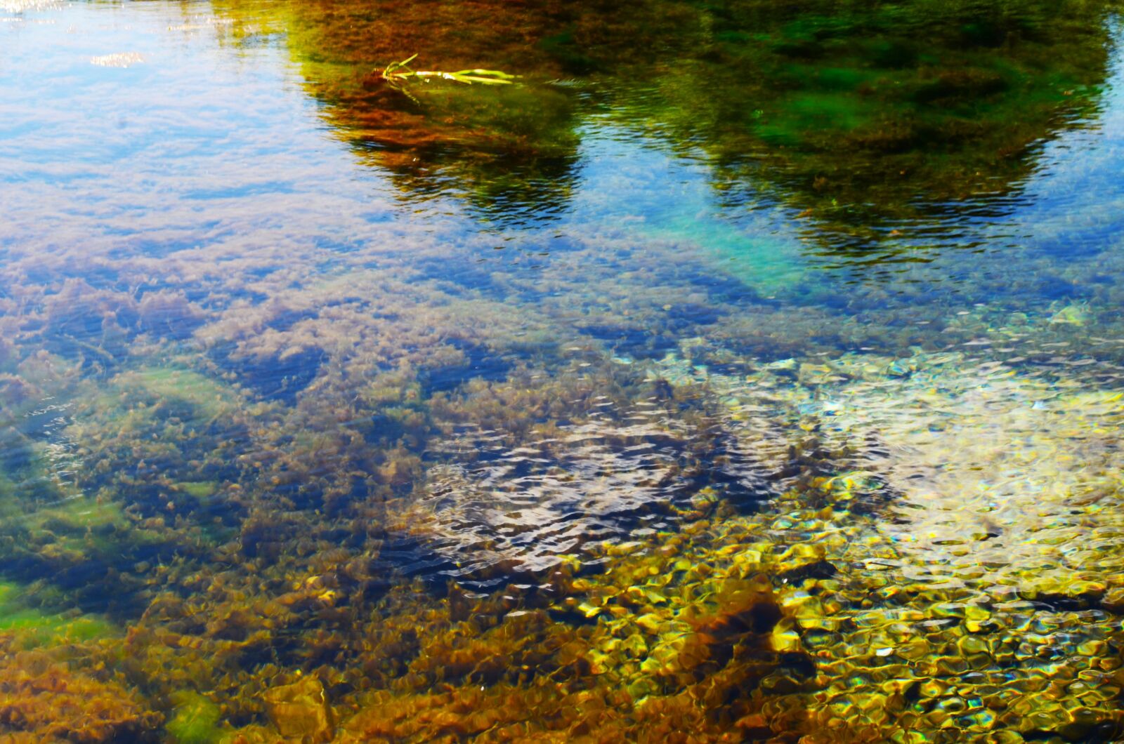 Nikon D5100 sample photo. Water, reflection, weed photography