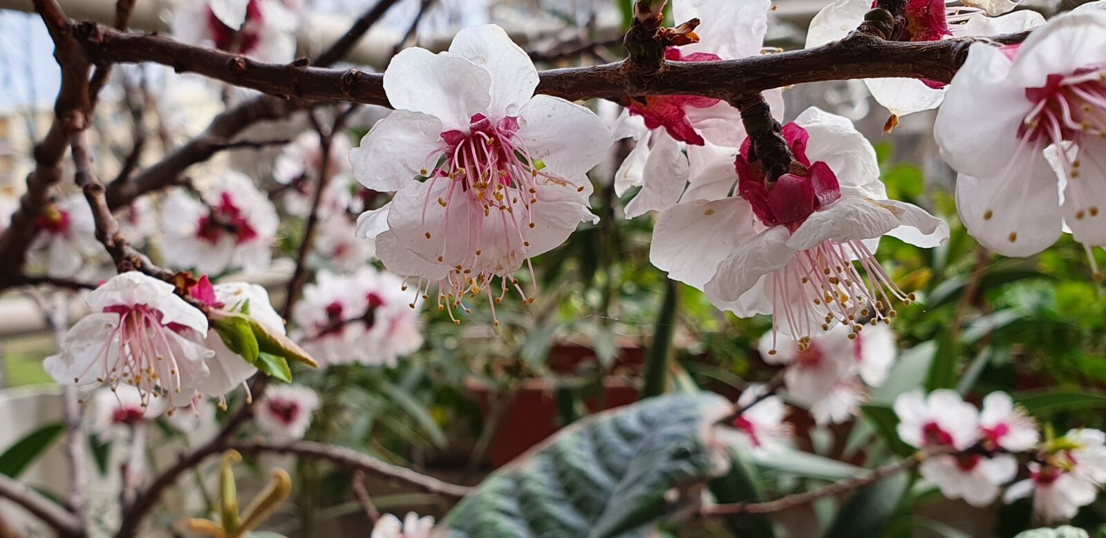 Samsung Galaxy S10e sample photo. Balcony, apricot, blossom photography