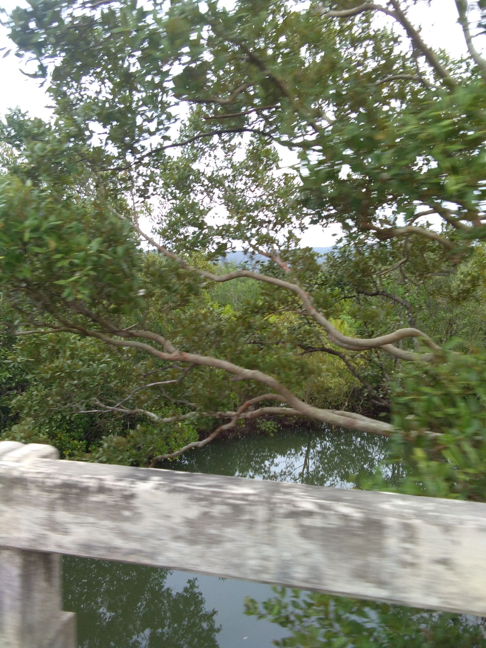 vivo Y53 sample photo. Blur, branch, bridge, environment photography