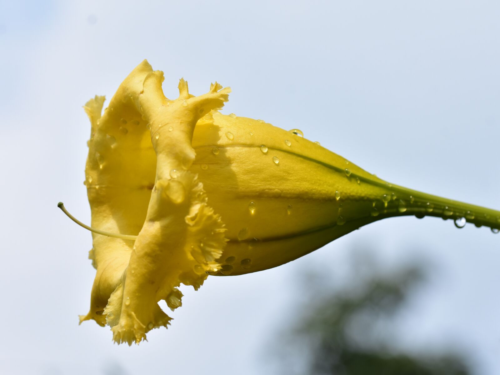 Nikon D3400 sample photo. Trumpet flower, yellow petal photography
