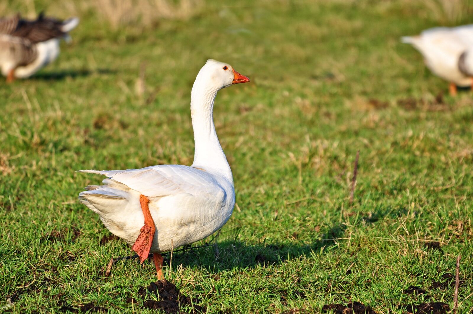 Nikon D90 sample photo. Goose, white goose, bird photography