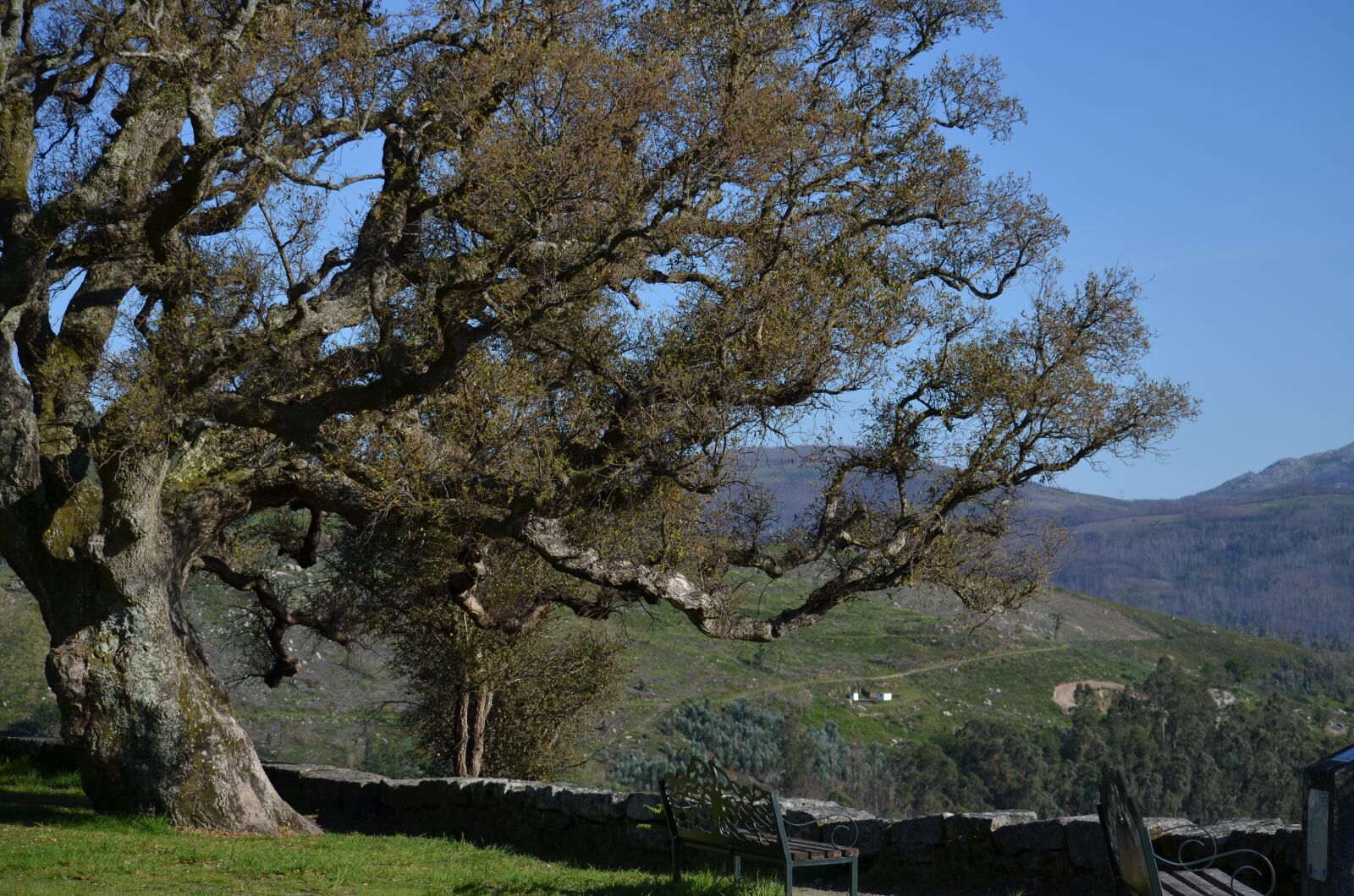 Nikon D5100 sample photo. Cork oak, galicia, dacova photography