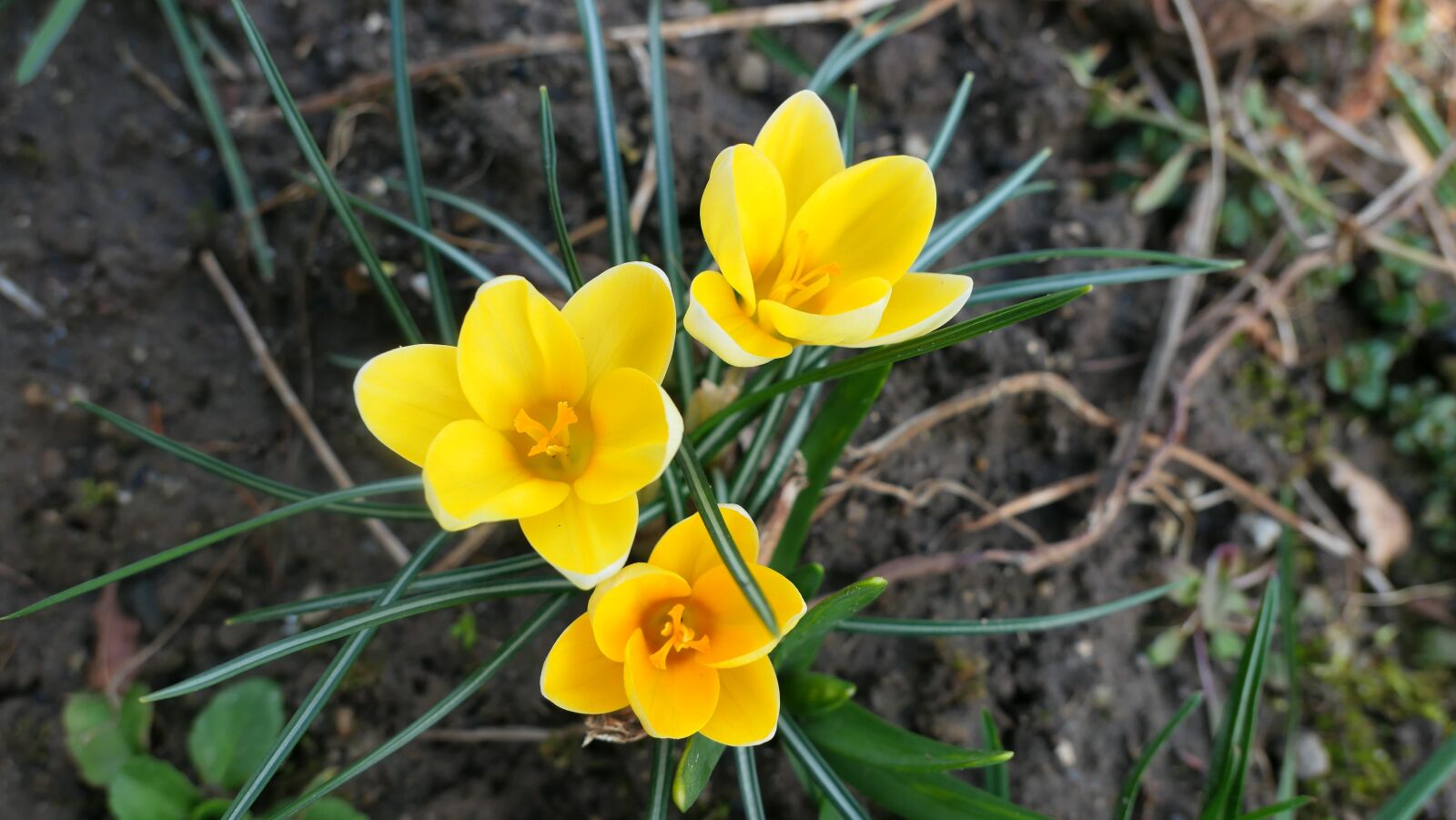 Panasonic Lumix DMC-LX10 (Lumix DMC-LX15) sample photo. Crocus, flowers, yellow photography