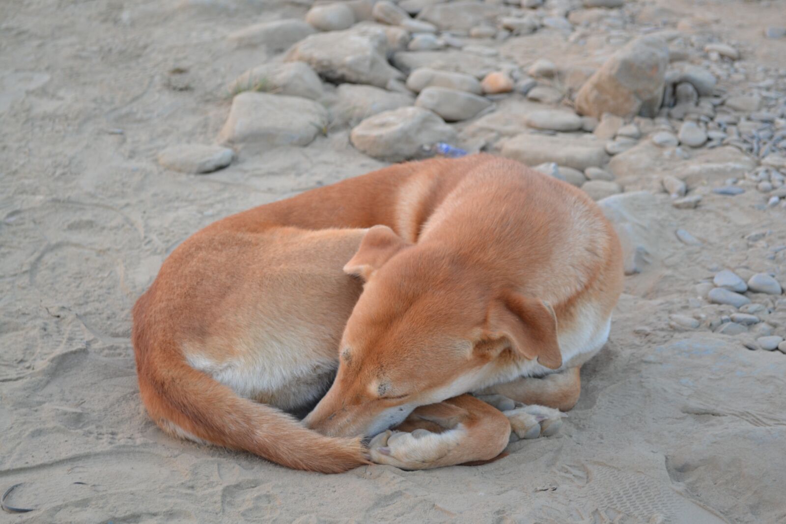Nikon D3100 sample photo. Dog, nepal, sleep photography
