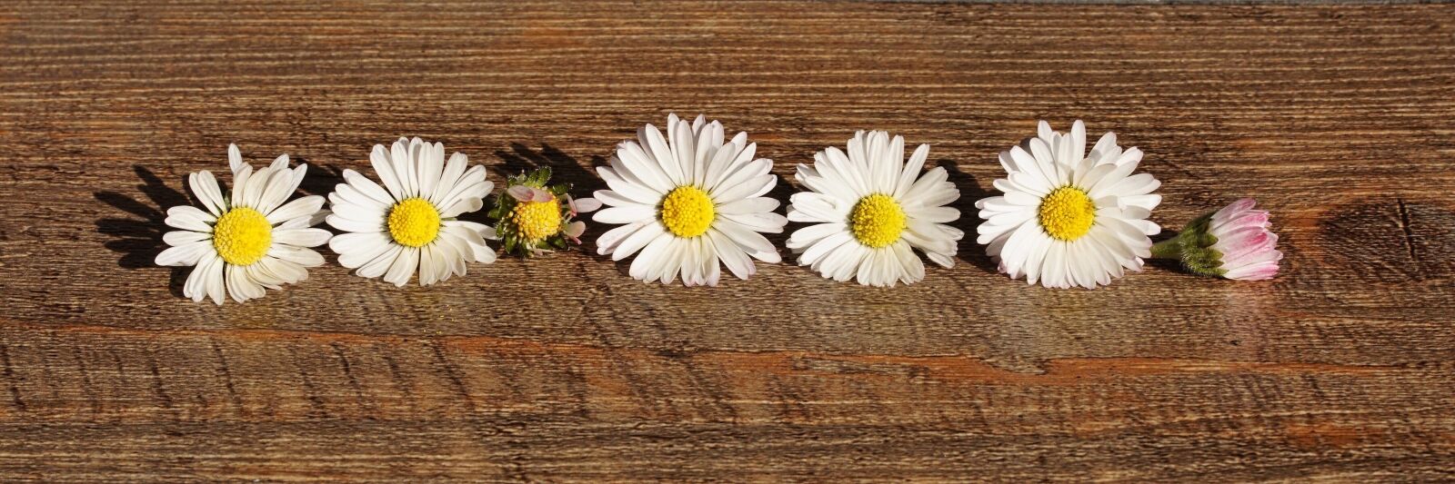 Sony ILCA-77M2 + 35mm F1.4 sample photo. Daisy, flowers, public record photography