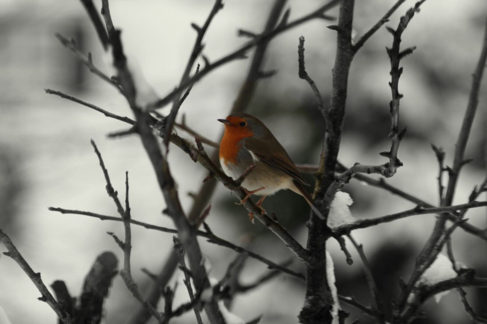 Sigma 70-300mm F4-5.6 DG OS sample photo. Bird, feather, forest, grey photography