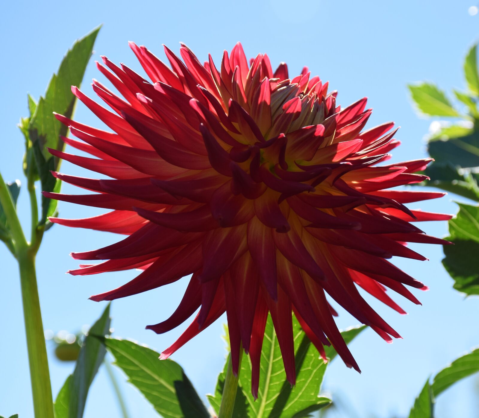 Nikon D5300 sample photo. Dahlia, sun, red photography