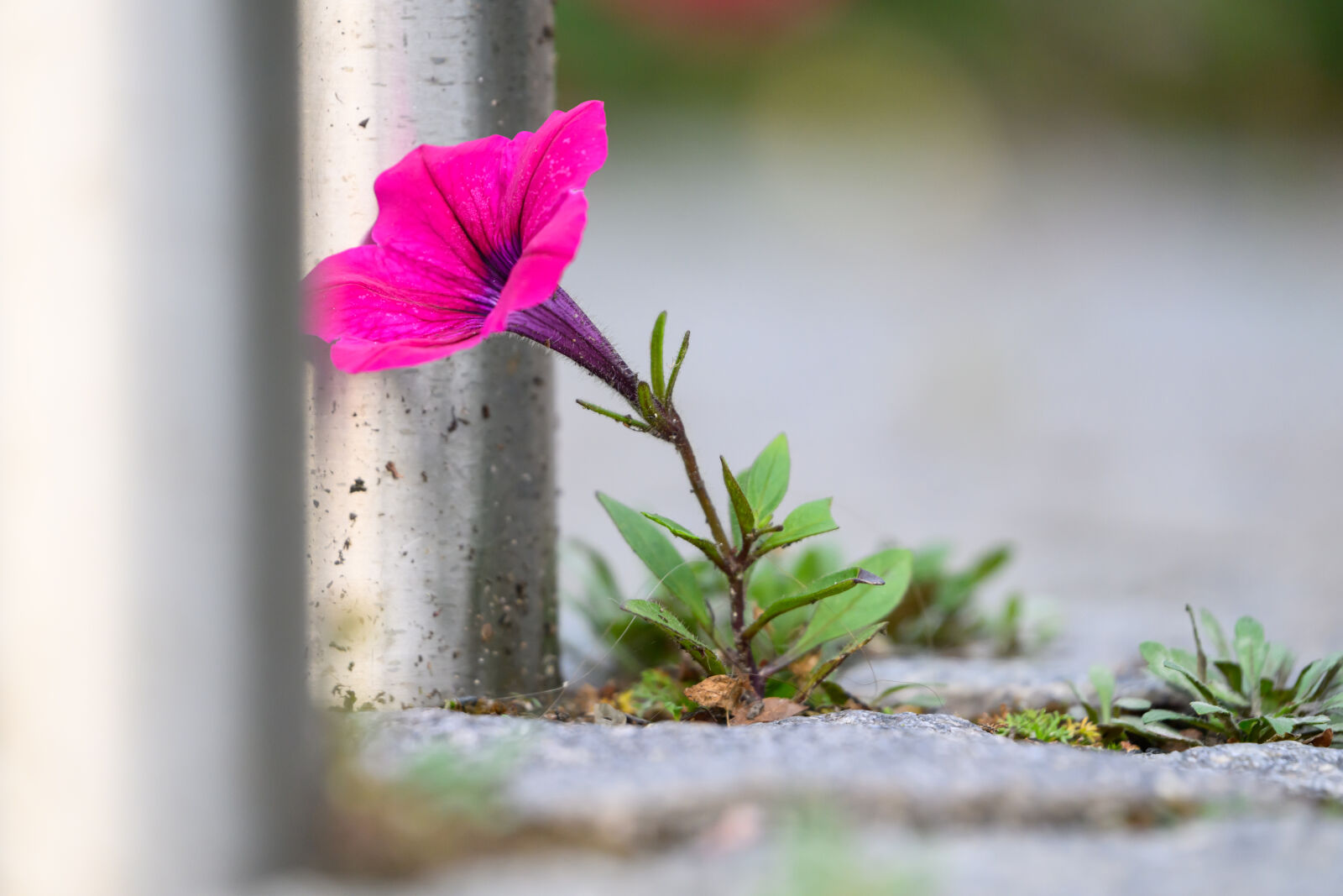 Nikon Z8 sample photo. Flower by the metal photography