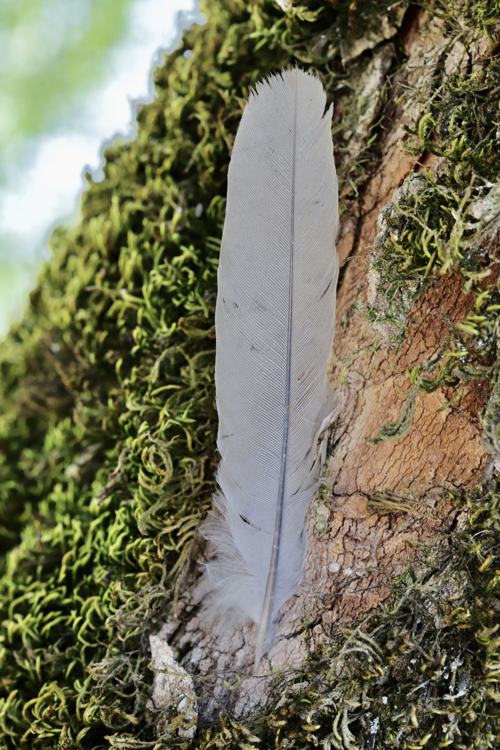 Canon EF 100mm F2.8L Macro IS USM sample photo. White, feather, tree photography
