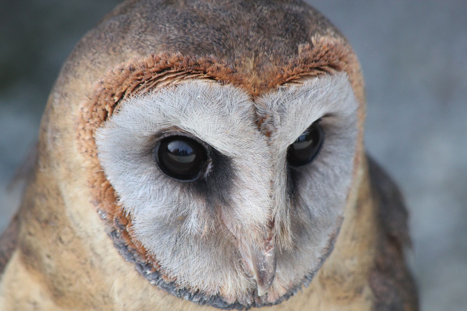Canon EOS 550D (EOS Rebel T2i / EOS Kiss X4) sample photo. Owl, bird, wildlife photography