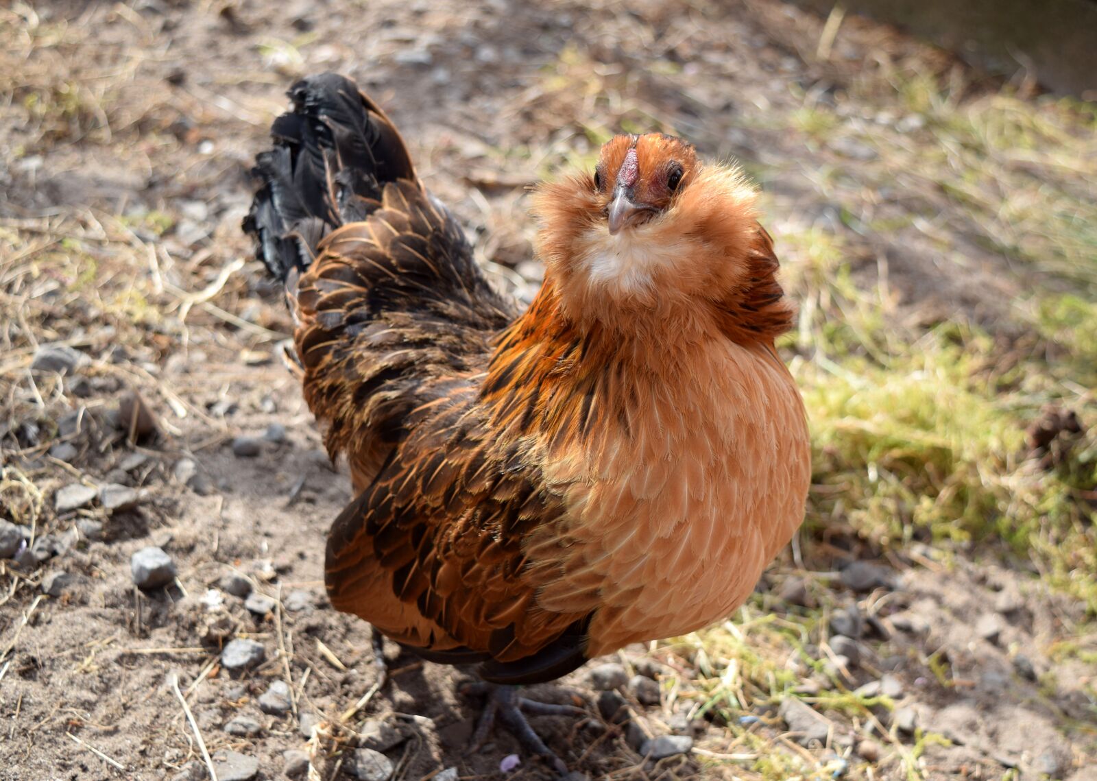 Nikon D5300 sample photo. Bantam, bird, plumage photography