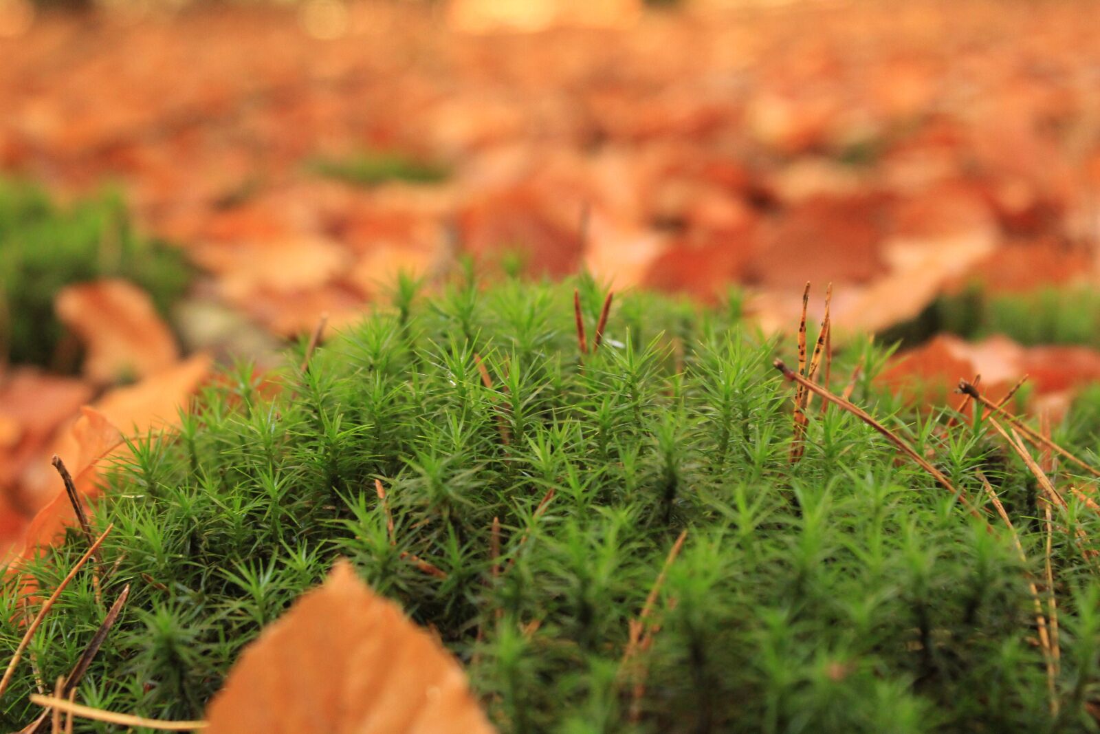 Canon EOS 1300D (EOS Rebel T6 / EOS Kiss X80) sample photo. Moss, nature, fall photography