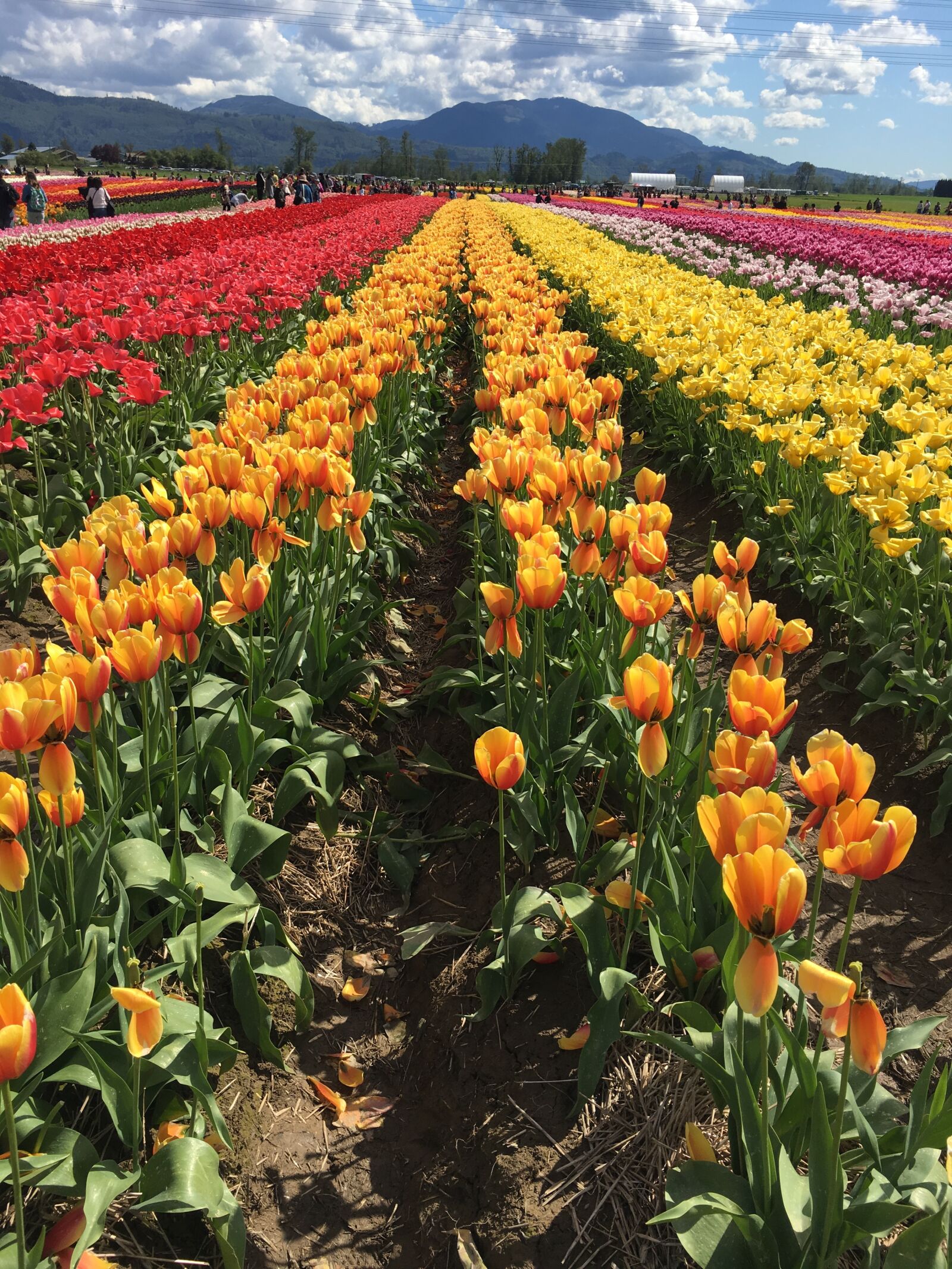Apple iPhone 6s sample photo. Clouds, flowers, tulips photography
