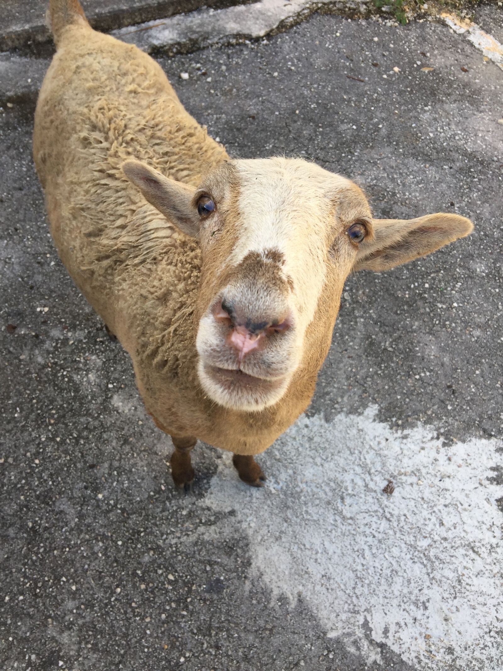 iPhone 6 Plus back camera 4.15mm f/2.2 sample photo. Animal, sheep, farm photography