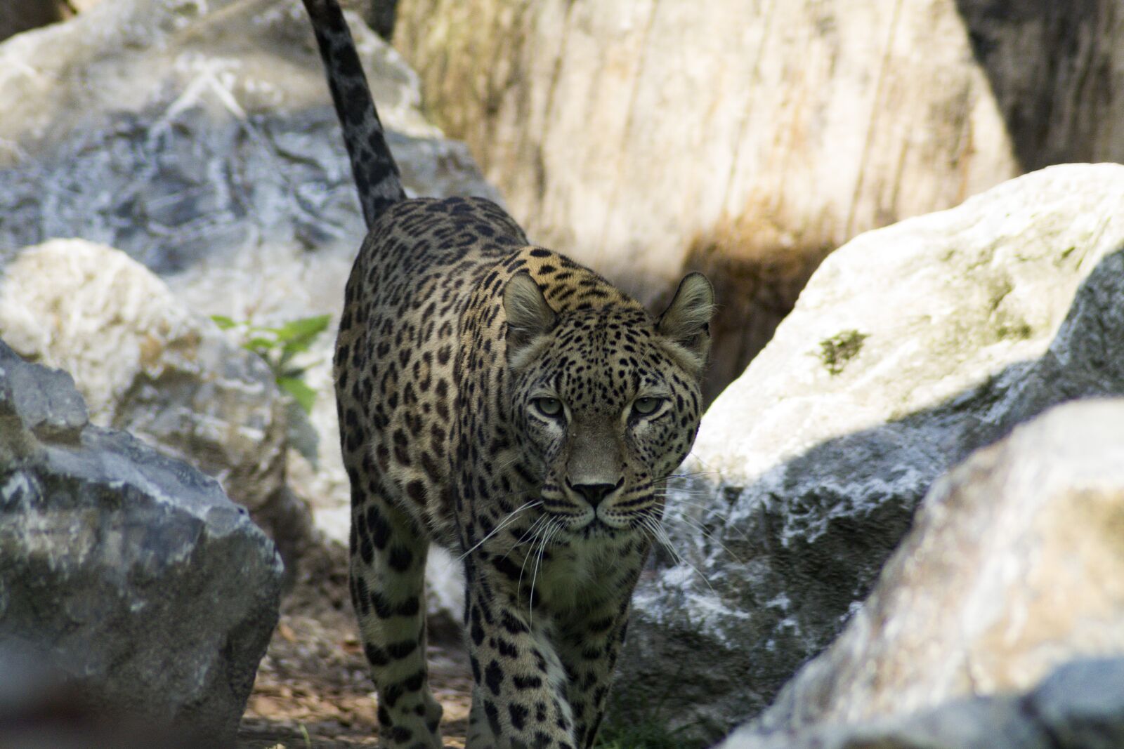 Canon EOS 1100D (EOS Rebel T3 / EOS Kiss X50) sample photo. Big cat, cheetah, predator photography