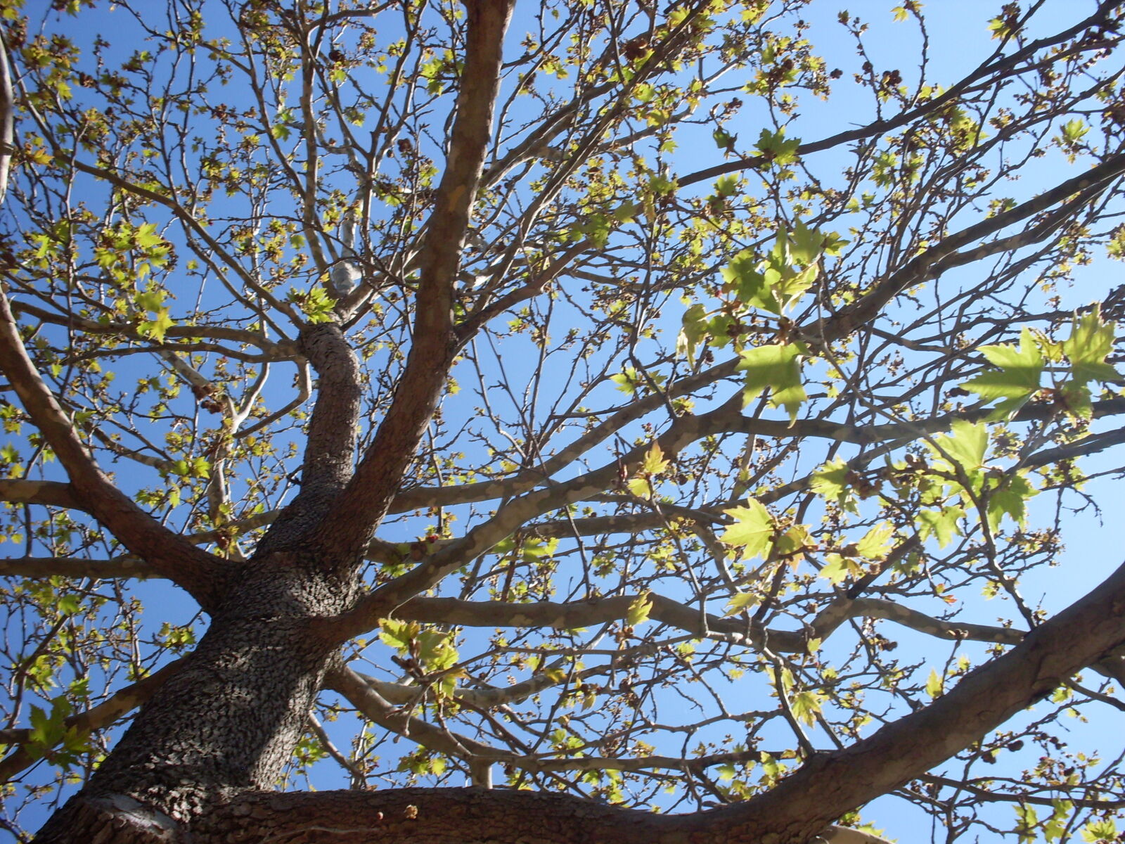 Samsung KENOX S760  / Samsung S760 sample photo. Blue, green, leaf, leaves photography