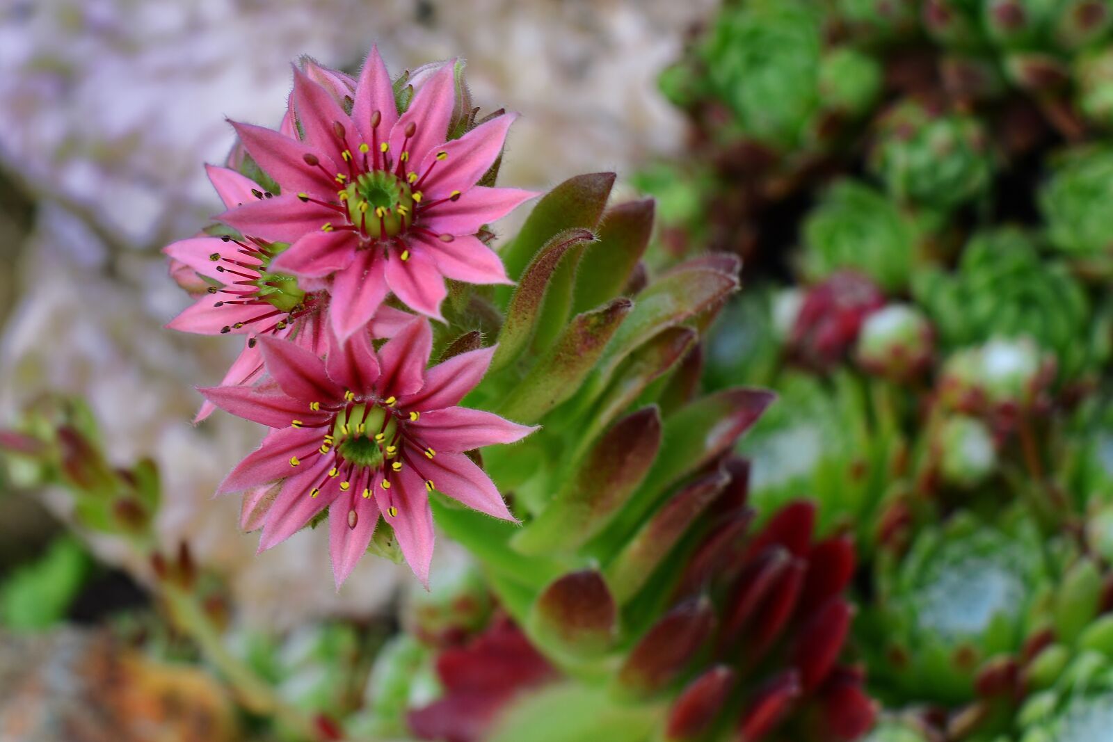 Nikon D5200 sample photo. Stone garden, houseleek, blossom photography
