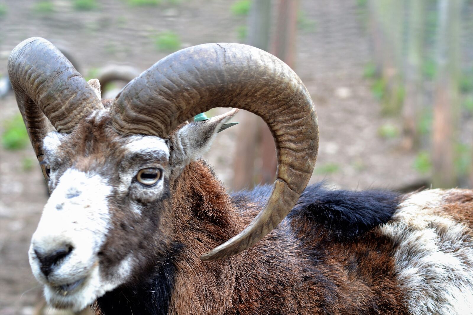 Nikon D3100 sample photo. Capricorn, mountain goat, zoo photography