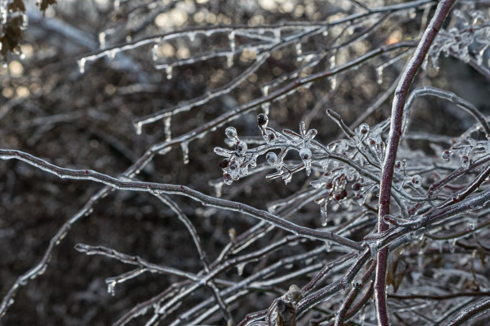 Nikon D3300 sample photo. Frost, nature, winter photography