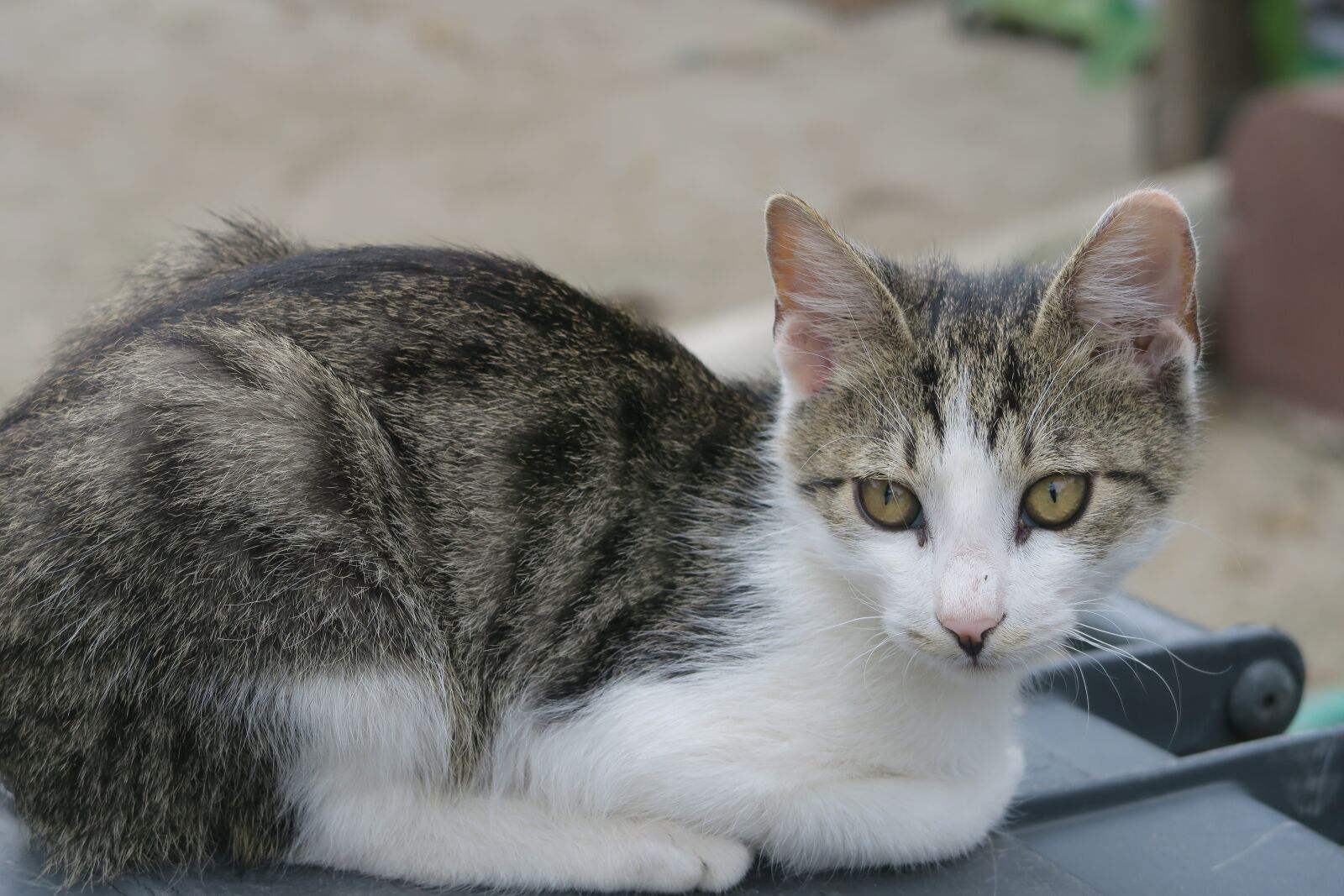 Canon PowerShot G7 X sample photo. Cat, cub, domestic cat photography