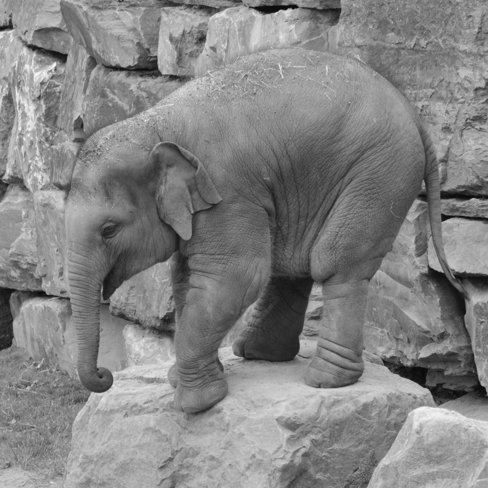 Nikon D5200 sample photo. Elephant, trunk, animal photography