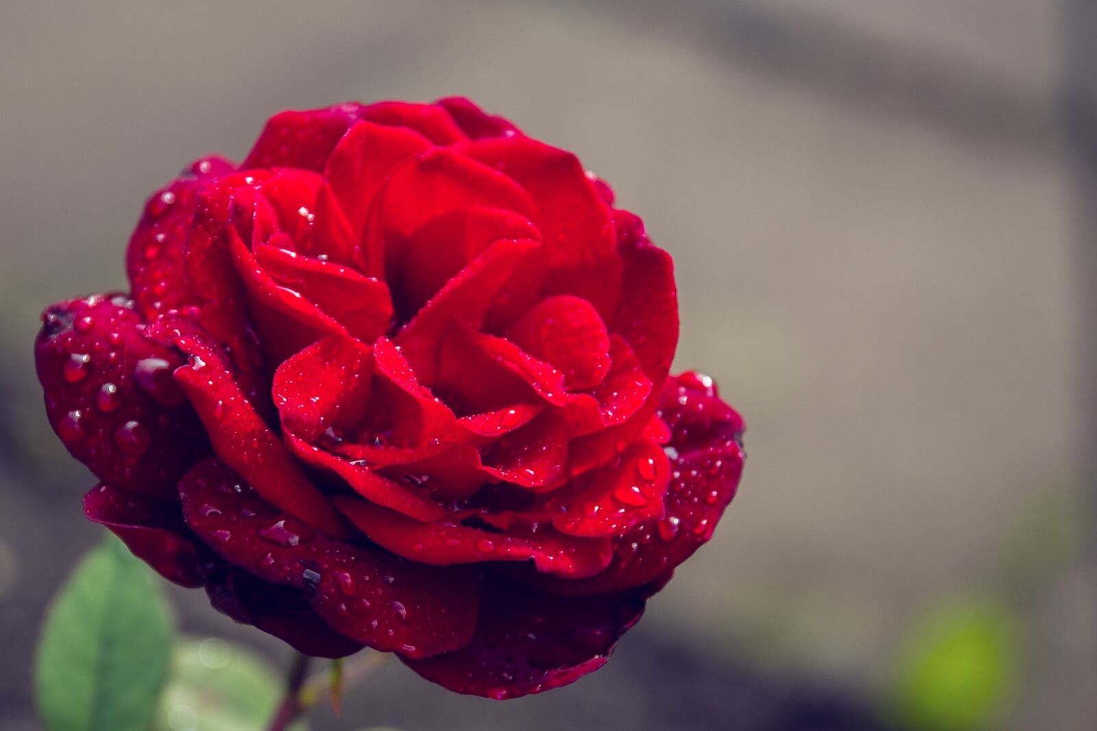 Canon EOS 60D sample photo. Flower, rose, nature photography