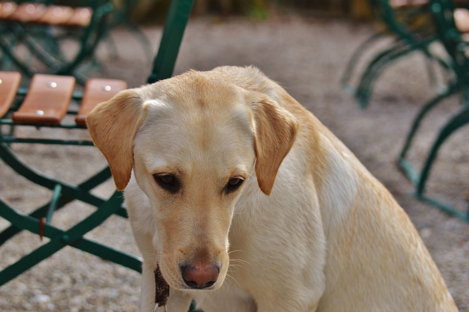 Nikon D3200 sample photo. Labrador, dog, sweet photography