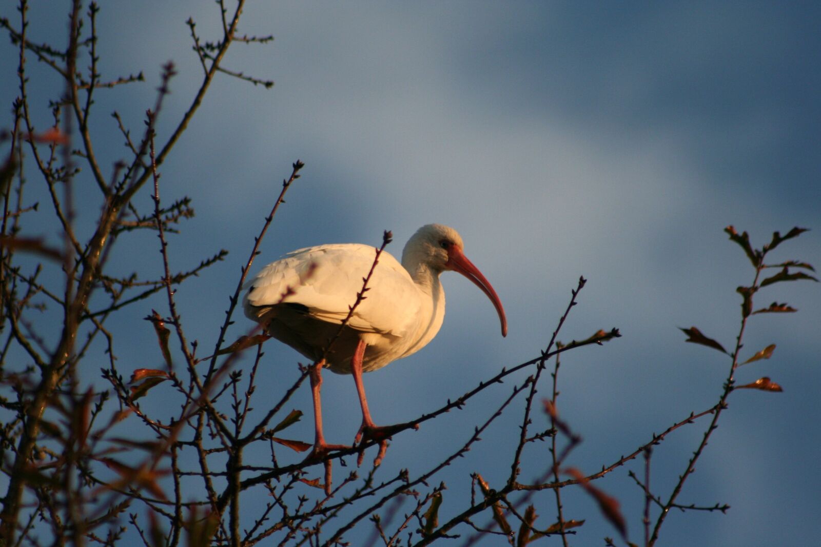 Canon EOS 350D (EOS Digital Rebel XT / EOS Kiss Digital N) sample photo. Ibis, low-country birds, water photography