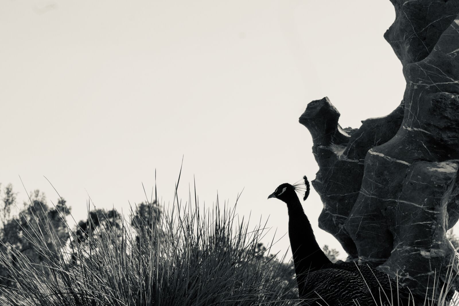 Canon EOS 1300D (EOS Rebel T6 / EOS Kiss X80) sample photo. Peacock, black, white photography