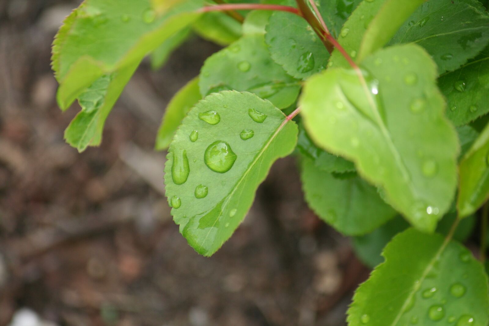 Canon EOS 350D (EOS Digital Rebel XT / EOS Kiss Digital N) sample photo. Leaves, drops, macro photography