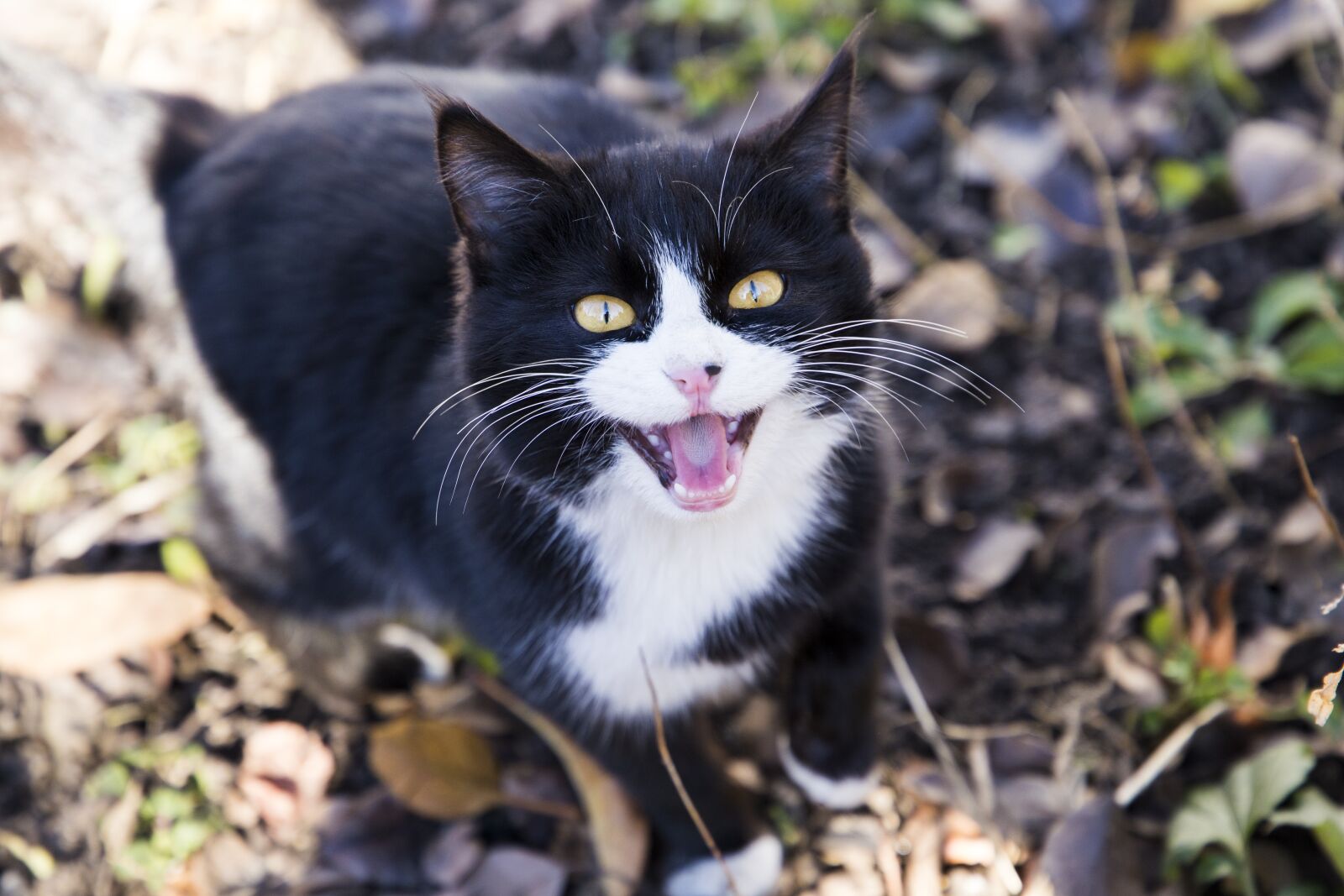 Canon EF 24-105mm F3.5-5.6 IS STM sample photo. Cat, eyes, snout photography